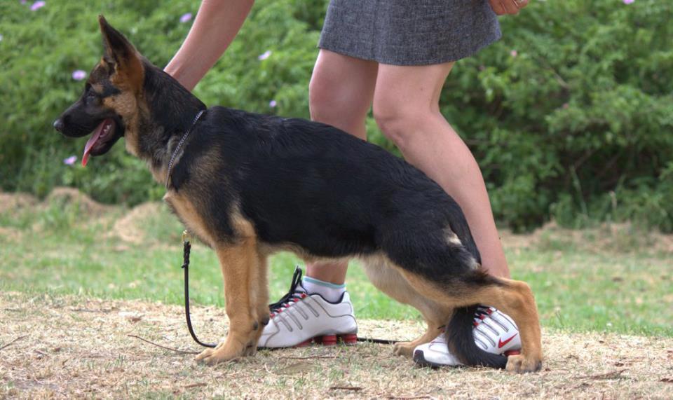 Freevale_Hello_Sunshine